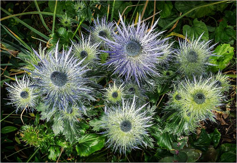 Erynguim Flowers_Barry Freeman.jpg